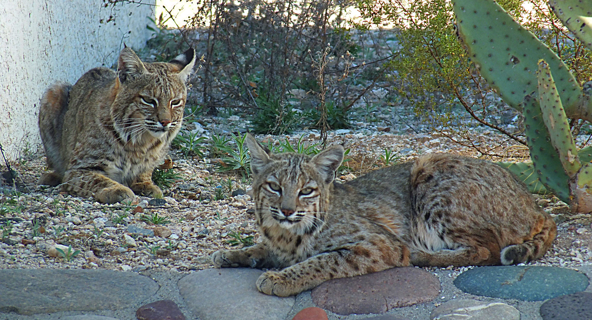 Backyard bobcats